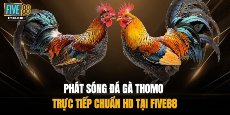 Phát sóng đá gà Thomo trực tiếp chuẩn HD tại FIVE88