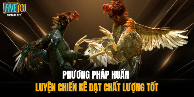 Phương pháp huấn luyện chiến kê đạt chất lượng tốt